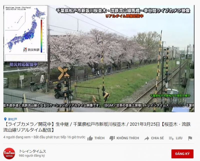 ngắm hoa anh đào ở thành phố Matsudo